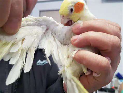 FeatherProblems:SignsofUnderlyingIssuesinBirds