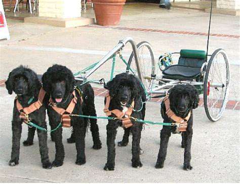 How to Leash Train Your Dog Effectively