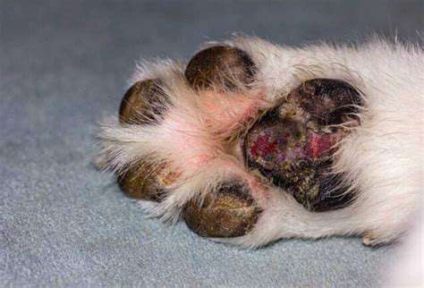 AddressingCommonPawProblems:FromCutstoInfections