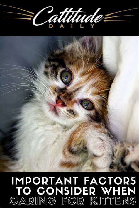How to Care for a Kitten: Essential Tips for New Owners