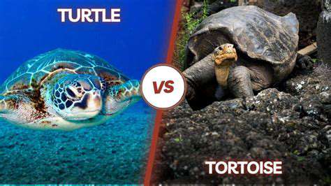 ChoosingtheRightTurtleorTortoise