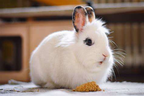 ExerciseandEnrichment:KeepingYourRabbitActiveandEngaged