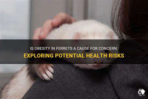 Common Ferret Illnesses