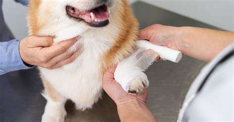 Guide to Pet Ear Care