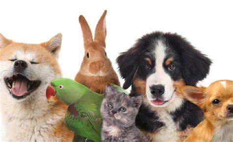 Guide to Adopting a Pet After Losing a Pet