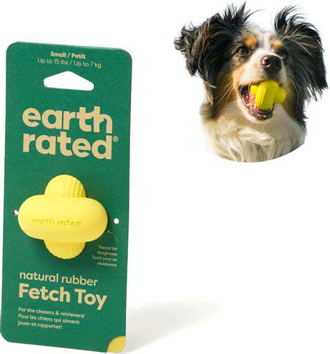 Best Toys for Dog Training and Reinforcement
