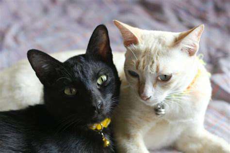 IntroducingtheBelltoYourCat
