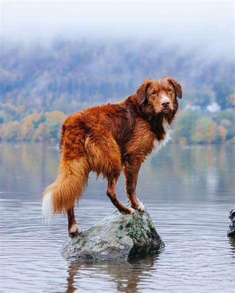 How to Teach Your Dog to Leave It
