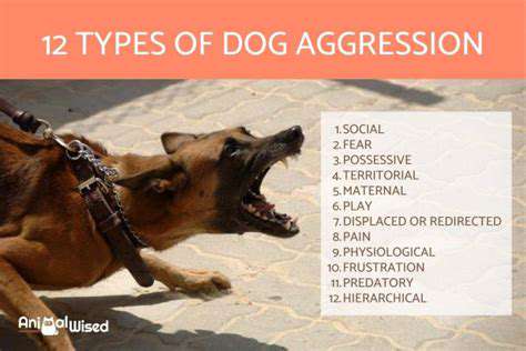 Guide to Dealing with Aggression in Dogs