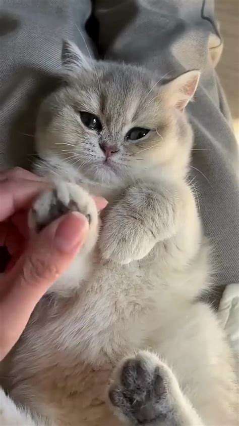 ThePurr-fectlyImplausibleNapPositions