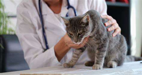 Common Cat Illnesses and Their Symptoms