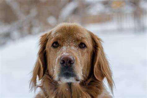 ProtectingYourDogDuringColderMonths