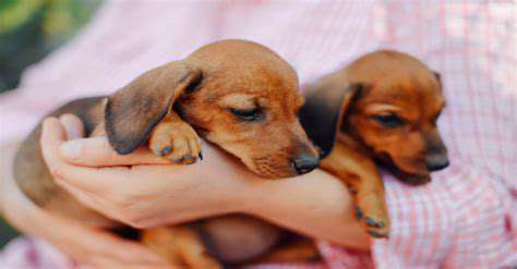 Bringing Home a Pet During the Holidays