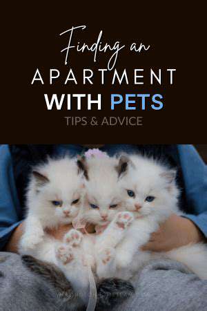 Guide to Adopting a Pet When You Live in an Apartment