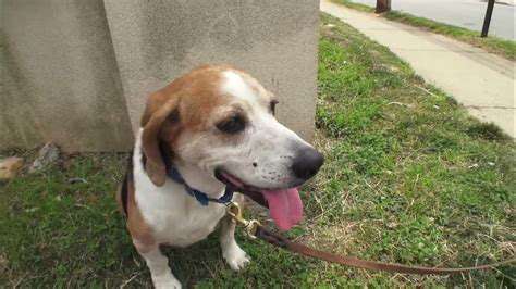 EvaluatingShelterDogs:IdentifyingthePerfectPup