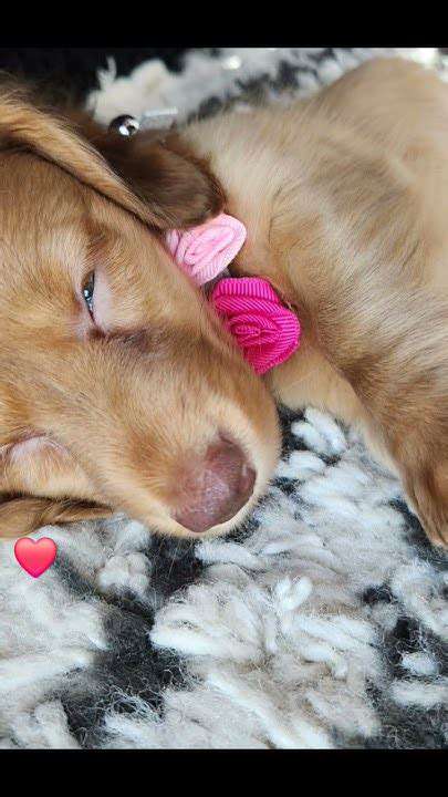 FromChaostoCalm:WelcomingaNewPuppyintoMyLife
