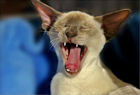 Understanding Kitten Meowing: What It Means