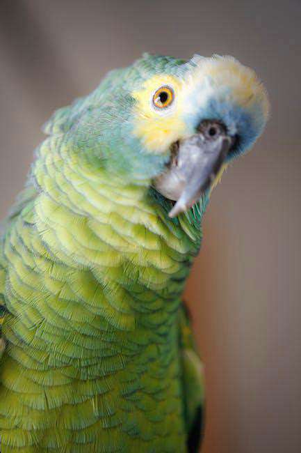 Life with My [Specific Exotic Pet]