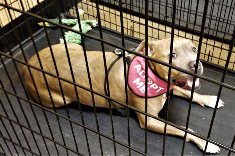 Guide to Adopting a Pet with a Medical Condition
