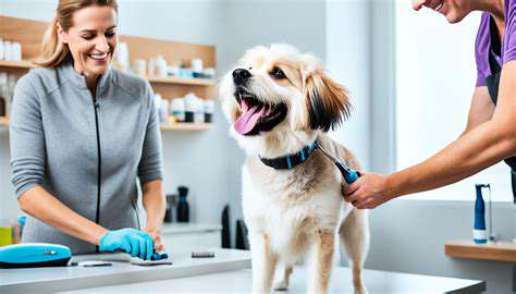 How to Care for a Tripod Dog (3 Legs)