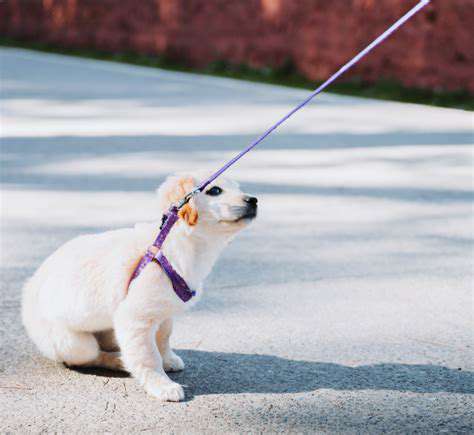 IdentifyingandRespondingtoYourPuppy'sCues