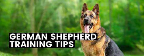 Best Training Methods for Specific Dog Breeds