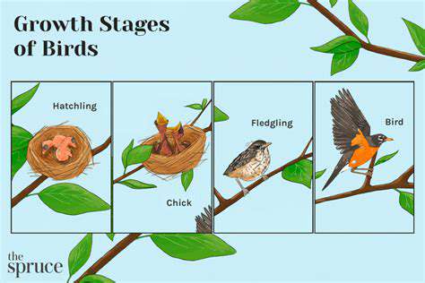 TheChallengesofFosteringaBabyBird