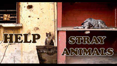 AddressingtheNeedsofStrayAnimals:AHolisticApproach