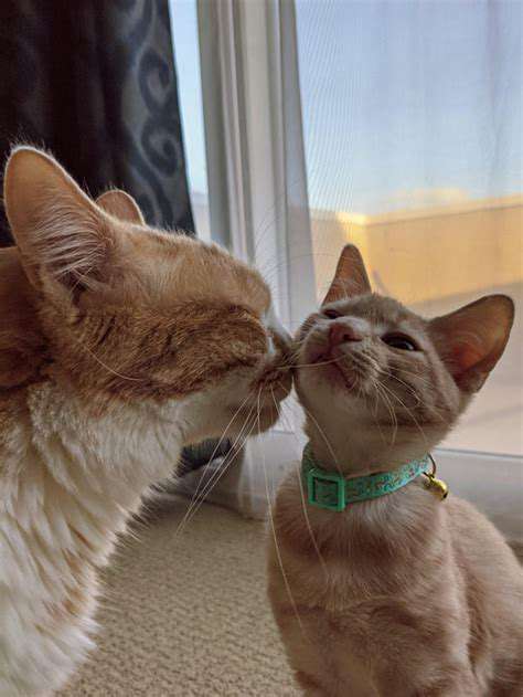 FromFeartoAffection:CatsandtheNewBaby