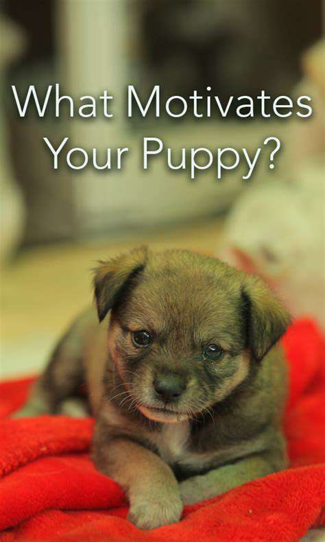 Guide to Puppy Obedience Training