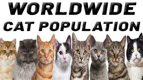 How to Help Community Cats (TNR   Trap Neuter Return)