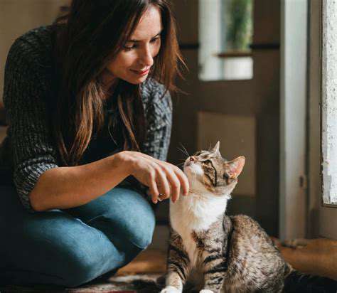 UnderstandingYourCat'sMotivation:TheKeytoSuccess