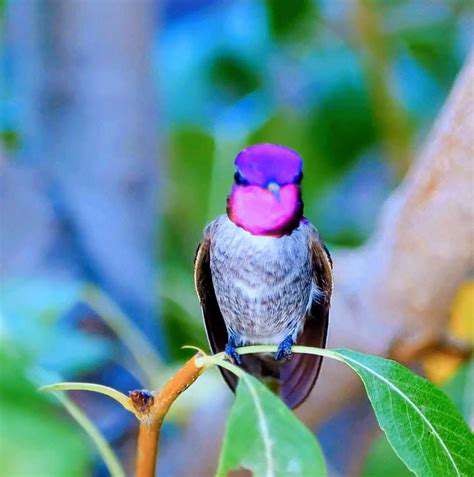 BirdsofaFeather(andDifferentSpecies):AnAvianandReptileAlliance