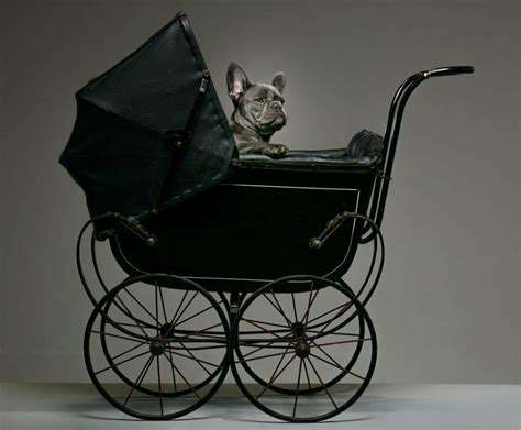 ChoosingtheRightEquipmentforYourPet