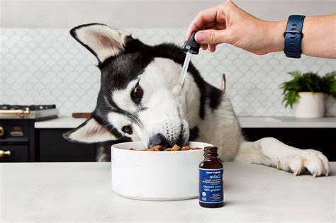 Best Joint Supplements for Senior Dogs [2025]