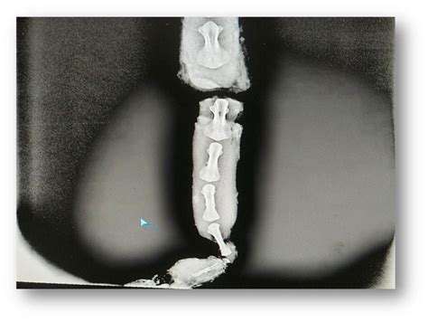 InterpretingtheX-RayImages:AVet'sPerspective