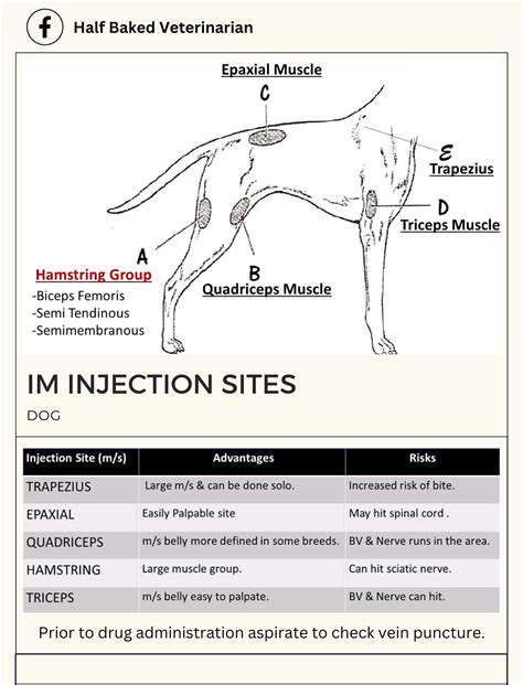 Tips for Administering Subcutaneous Fluids to Pets