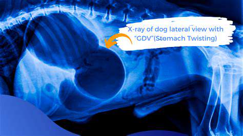 How to Recognize and Prevent Bloat in Dogs