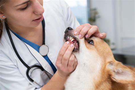 UnderstandingPetMedicationInstructions