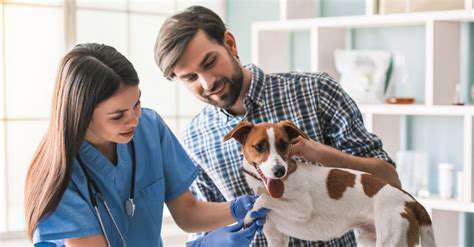 How to Prevent UTIs in Cats
